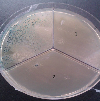voprosy-borby-s-antibiotikorezistentnymi-mikroorganizmami-na-pticefabrikax-rf-ris-1