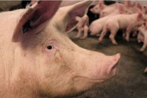 Африканская чума свиней в Самарской области, введён карантин