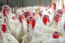 Птицеводы рассчитывают нарастить экспорт мяса птицы до 500 тыс. тонн в год