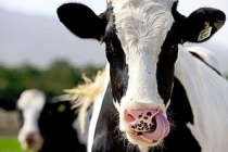 340 нетелей голштинской породы прибыли из Дании на молочную ферму «Урожай» в Башкирии