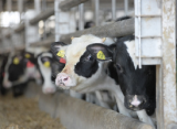 Автоматический мониторинг пережевывания корма коровами новое направлением цифровизации животноводства