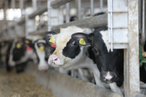 В сельхозпредприятии «А7 Агро РБ» получают более 35 килограммов молока от коровы в сутки