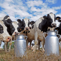 Рейтинг крупнейших производителей молока Удмуртии