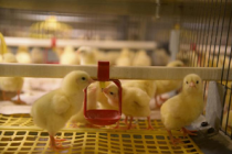 В Челябинской области на 3,5-4% выросло производство мяса и птицы за четыре месяца 2022 года