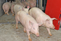 Введен карантин по африканской чуме свиней в Волгодонского районе Ростовской области