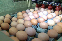 Аксайскую птицефабрику оштрафовали за «Сульфадиазин» в куриных яйцах