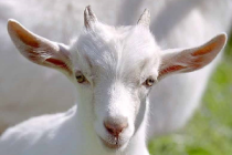 Фермеры Тюмени и Югры почти вдвое сократили поголовье овец и коз
