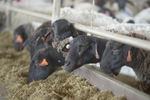 Проблемы с резистентностью к глистогонным препаратам в овцеводстве