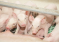 Пермские ученые разработали метод быстрого выявления чумы свиней на основе ПЦР