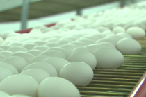 На базе действующей птицефермы в Кигинском районе Башкортостан планируется современный птицеводческий комплекс на 3 млн. яиц в год