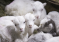 Российские учёные вывели новую породу овец с повышенным содержанием белка