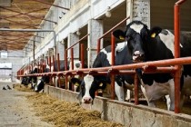 Ученые разработали датчики для мониторинга потребления пищи у коров