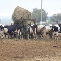 Производство скота и птицы в РФ с начала года выросло на 5,5%