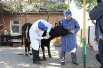 Во всех районах Ростовской области в данное время проводится сезонная иммунизация скота и птицы