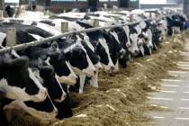 В СПК-колхозе имени Куйбышева Илишевского района Башкортостана заработала первая очередь молочно-товарной фермы на 1200 голов