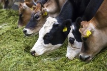 ООО «Колхоз имени Ленина» строит молочно-товарную ферму для 1 200 голов дойного стада в Пермском крае