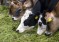 Селекционно-генетический центр для развития молочного скотоводства создадут на Кубани