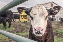 В текущем году в Оренбуржье будет приобретено более 5 тысяч голов скота высокопродуктивных пород
