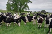 Евразийский мясной союз запускает единую цифровую биржу для торговли сельскохозяйственными животными