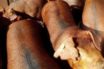 «Сибагро» на год остановит работу на белгородском свинокомплексе