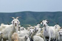 Отбор с 25 июля по 1 августа 2022 года получателей субсидии на поддержку племенного животноводства в Челябинской области