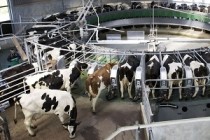 Предоставление субсидий на возмещение затрат собственного производства молока в Пермском крае