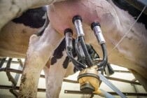 Проблема заболеваемости  высокопродуктивных коров маститом