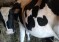 Ветврачи нашли причину снижения плодовитости коров осенью