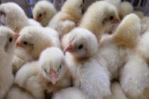 Кооператив «ЭкоПтица» из Татарстана завёз первую партию цыплят-бройлеров для выращивания