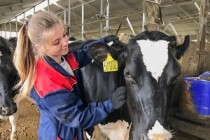 Убыточная птицефабрика из Кировской области стала успешной молочной фермой