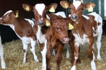 В Удмуртии поголовье дойных коров увеличилось более чем на 1 тыс. голов