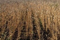 В Удмуртии введен режим ЧС из-за почвенной засухи